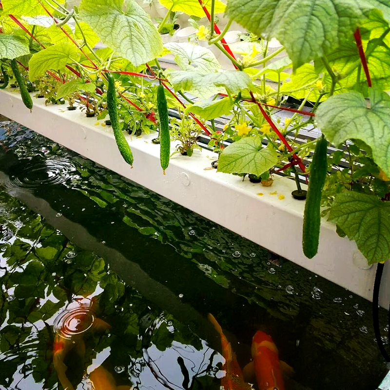 南通市蔬菜大棚鱼菜共生 - 方案